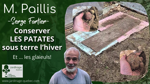 Conserver les patates de semences et les bulbes de glaïeuls sous terre en hiver