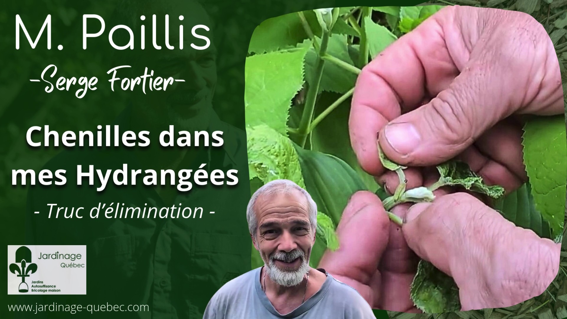 Chenille de la lieuse de l’hydrangée - Comment l'éliminer