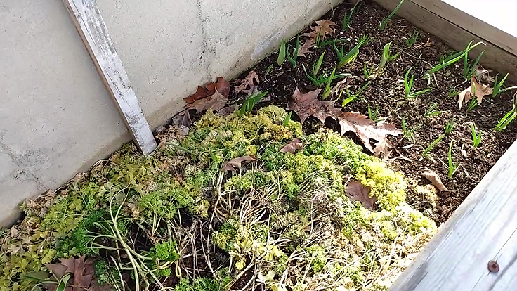 Persil et plantes qui ont survécu à l'hiver en couche froide