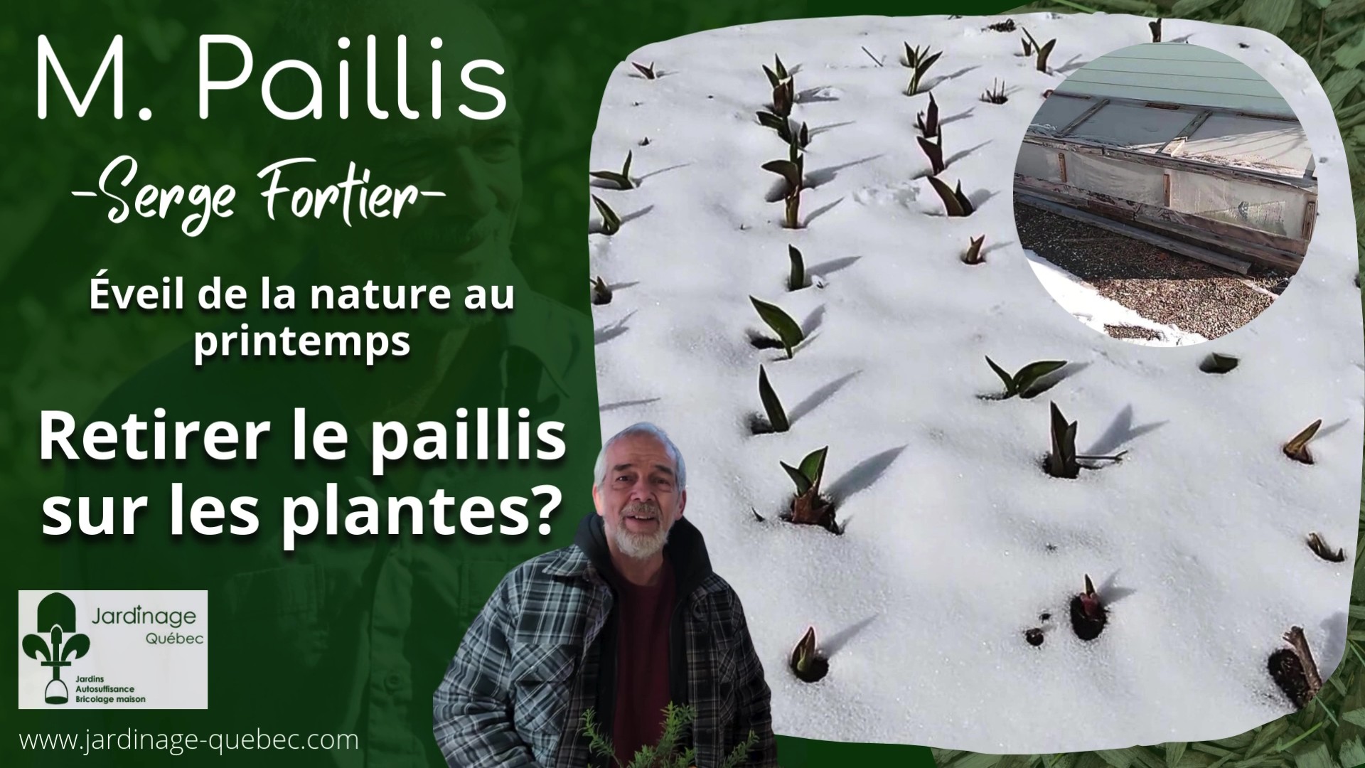 Paillis au printemps