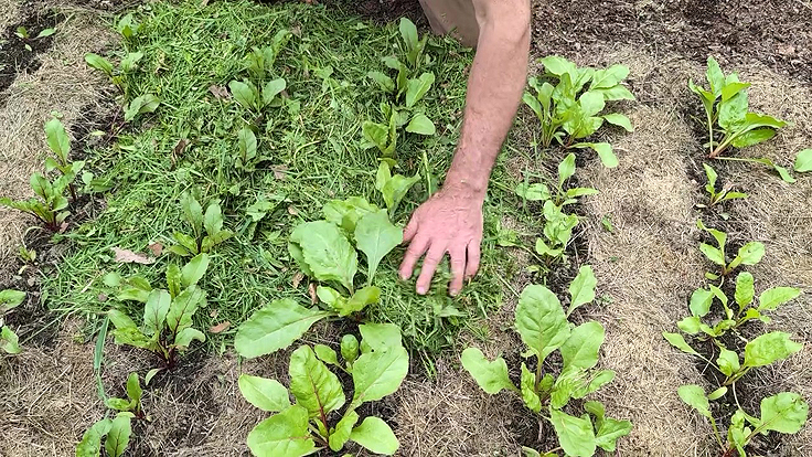 Application du paillis d'herbe au potager