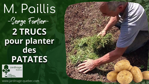 Pommes de Terre - Méthode de plantation sans buttage