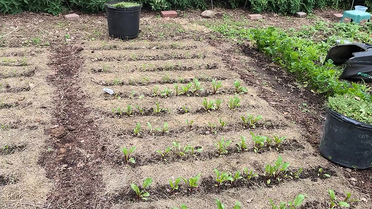 Séchage du paillis d'herbe dans les rangs