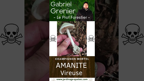 Amanite vireuse : Champignon mortel du Québec