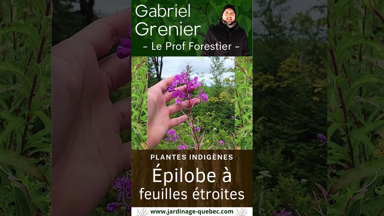 Épilobe à feuilles étroites