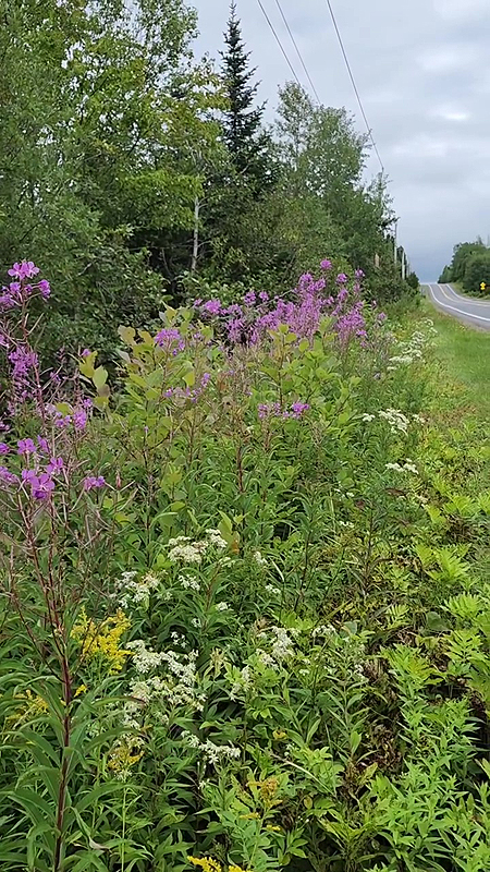 Milieu de vie de l'Épilobe à feuilles étroites
