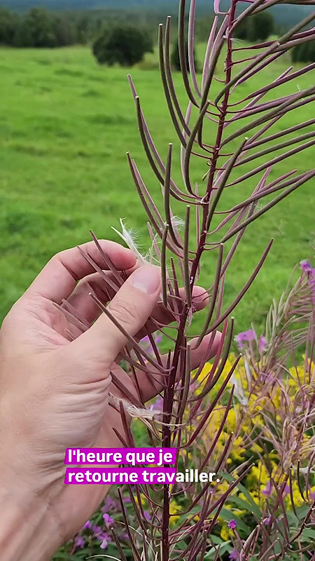 Semences de l'Épilobes à feuilles étroites
