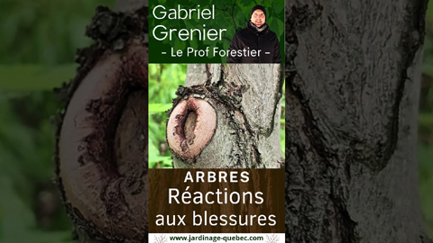 Blessure d’un arbre - Cicatrisation et compartimentage