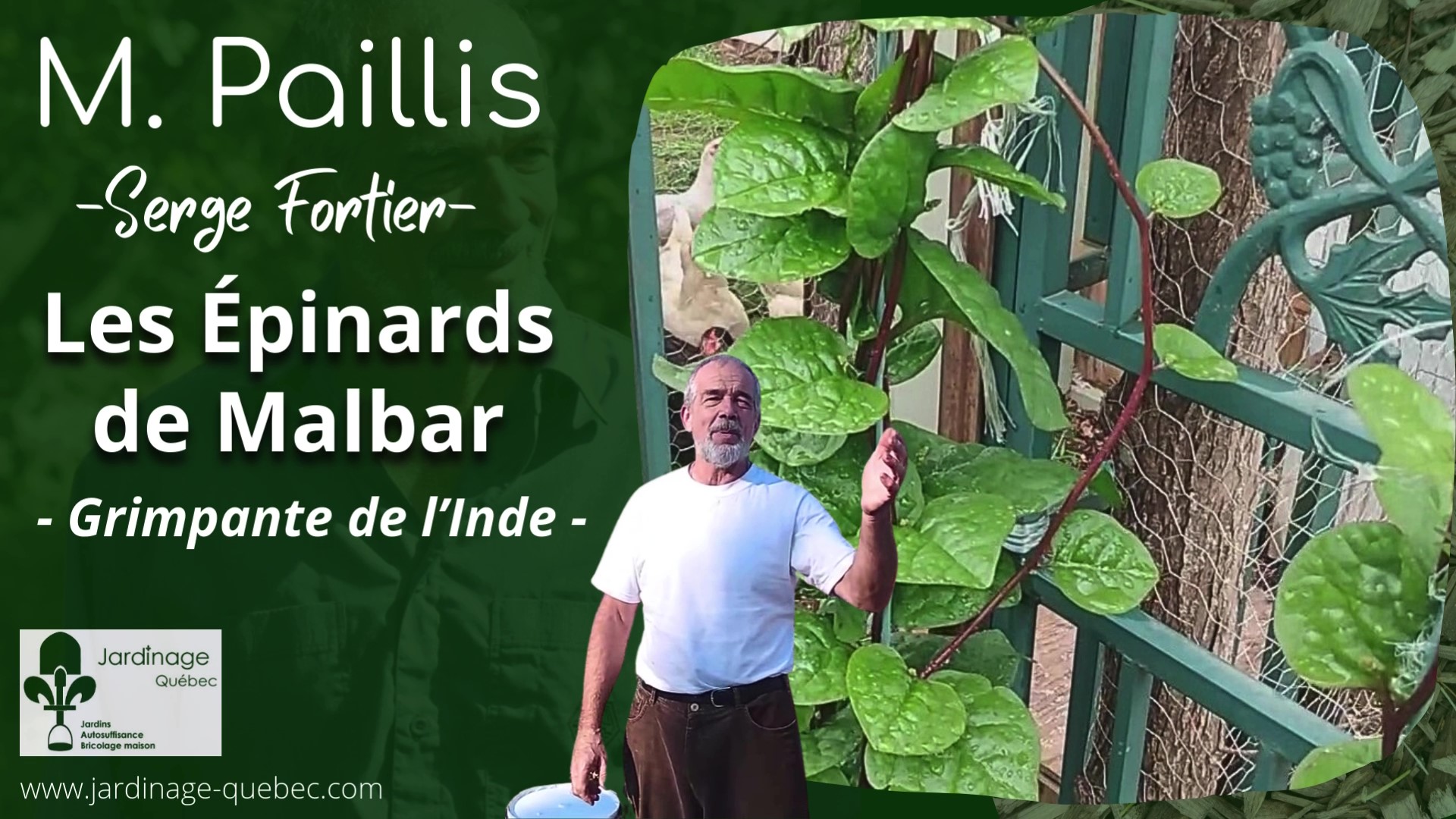 Épinard de malabar