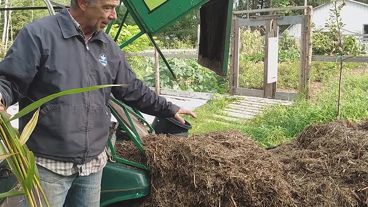 Paillis de phragmite