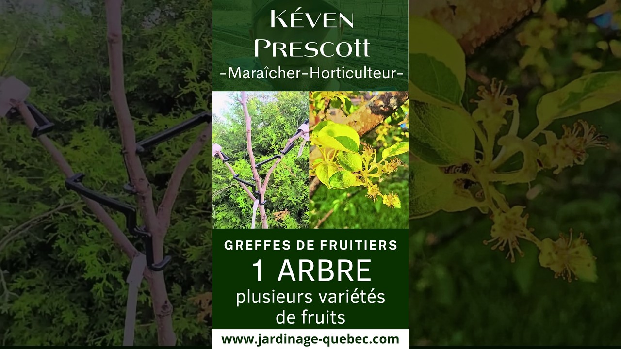 Greffage des pommiers