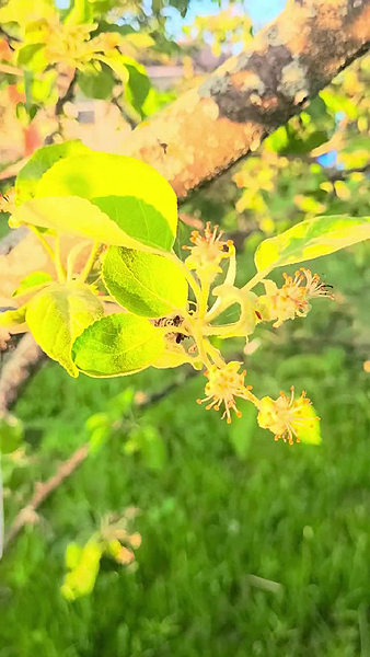 Fruits d'une variété de pommier issue d'un greffon