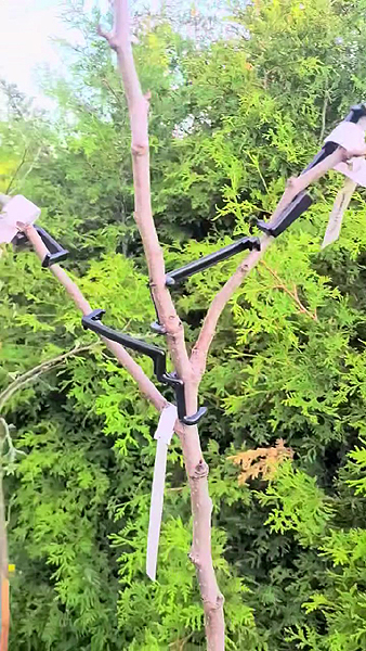 Multi-greffes sur un arbre aux branches orientées