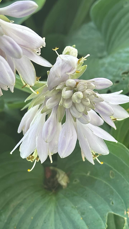Floraison en forme de clochettes