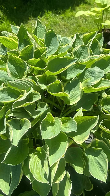 Il existe des centaines de variétés de Hostas