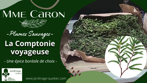 Comptonie voyageuse - Une épice boréale