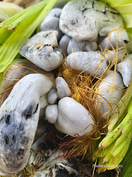 Huitlacoche