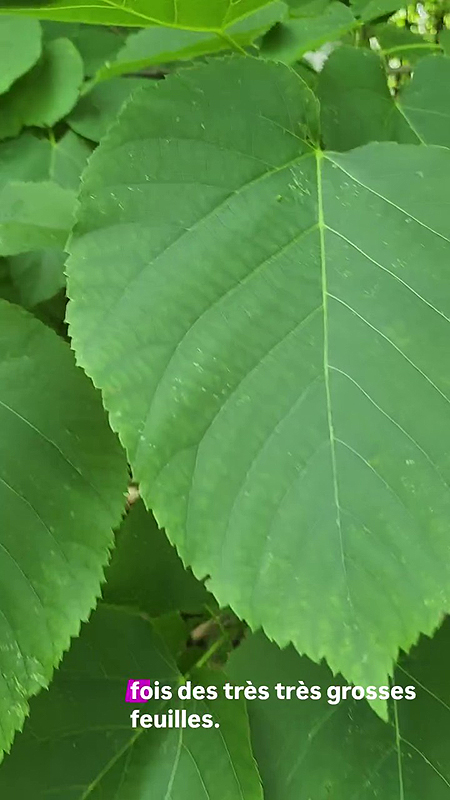 Les grandes feuilles du Tilleul d'Amérique