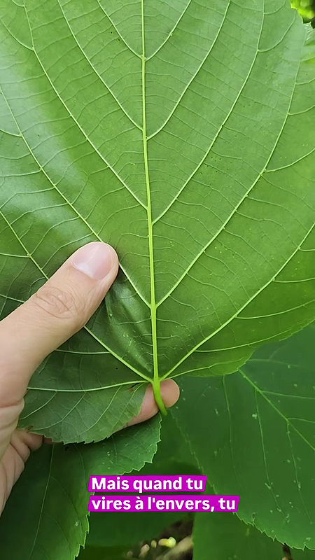 Dessous lisse de la feuille du Tilleul d'Amérique