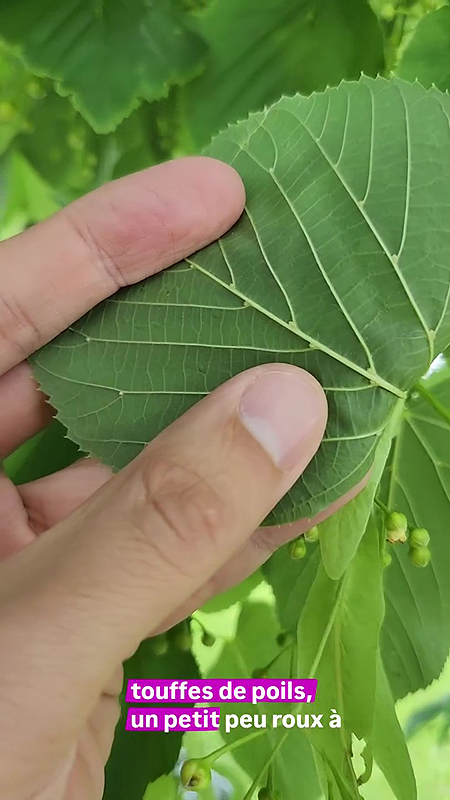 Dessous d'une feuille du Tilleul à petites feuilles