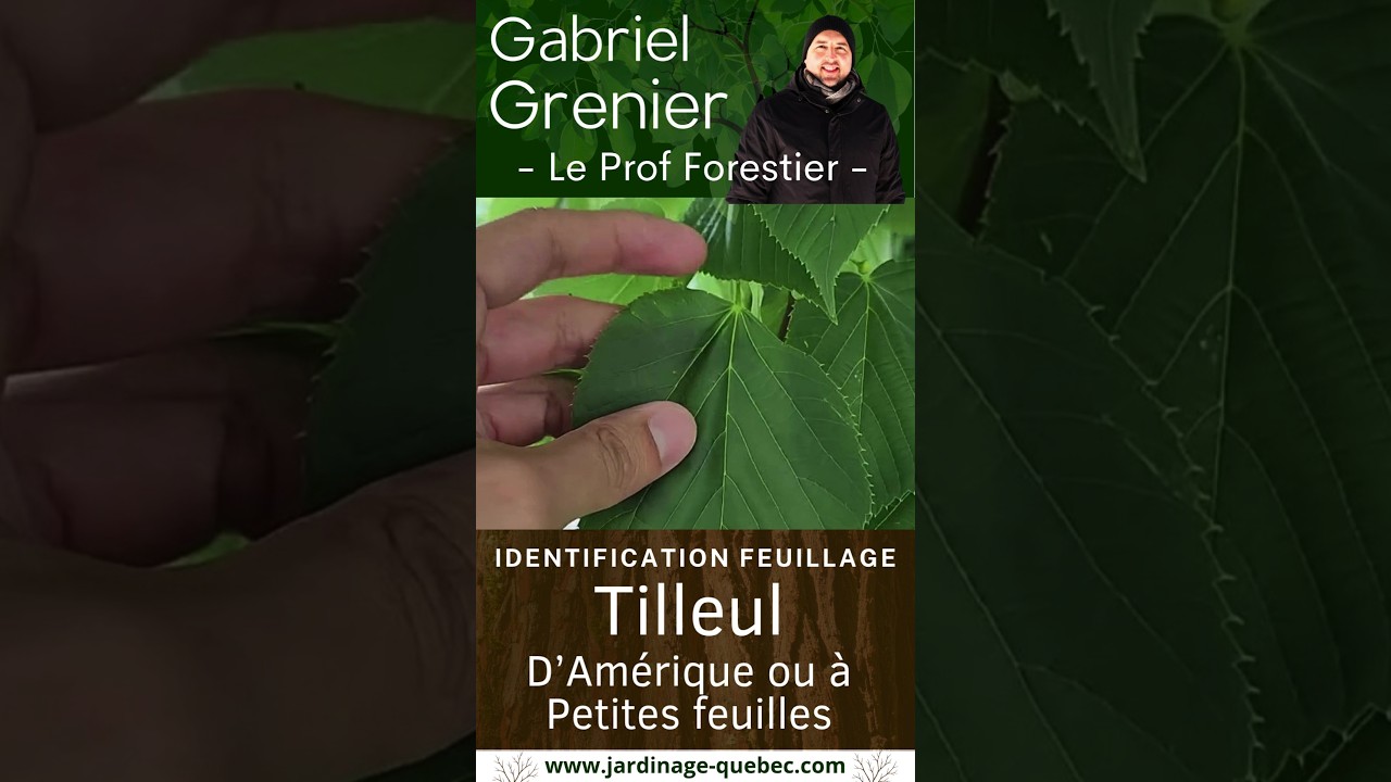 IDENTIFICATION DU TILLEUL D'AMÉRIQUE ET DU TILLEUL À PETITES FEUILLES