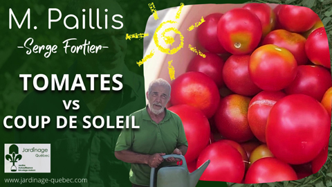 Comment prévenir les coups de soleil sur les tomates lors des grandes chaleurs