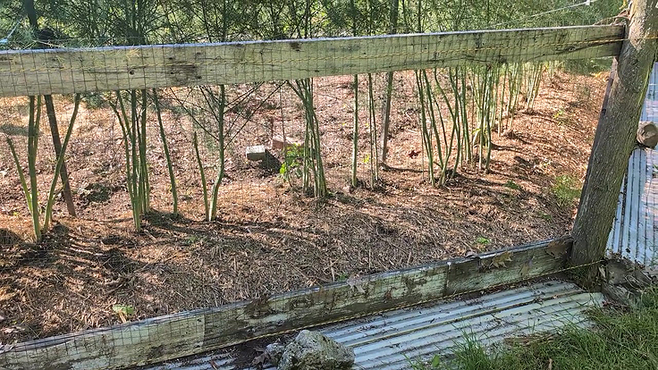 Tôle jouant le rôle de paillis sous la clôture électrifiée