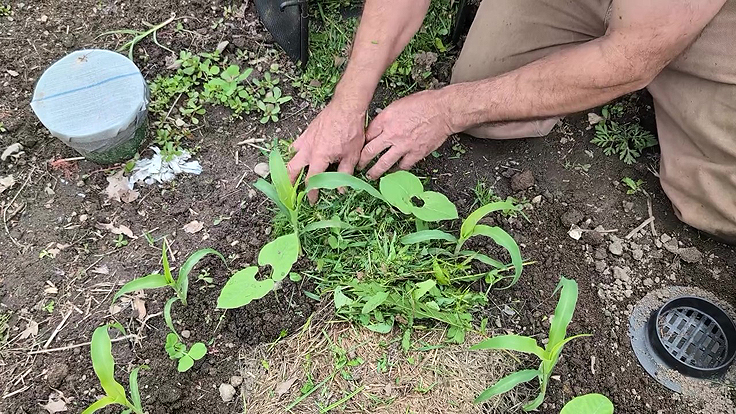 Paillage des 3 soeurs avec de l'herbe coupée