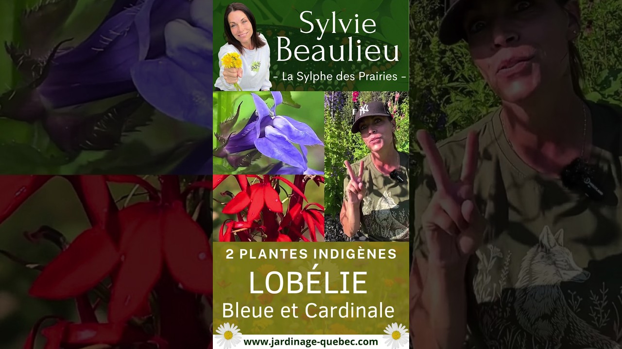 Grande lobélie bleue et lobélie cardinale : deux plantes indigènes du Québec à redécouvrir