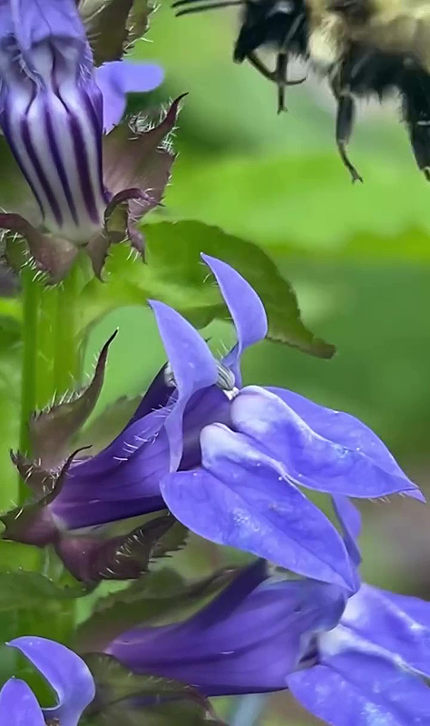 Fleurs de la Grande lobélie bleue (Lobelia siphilitica)