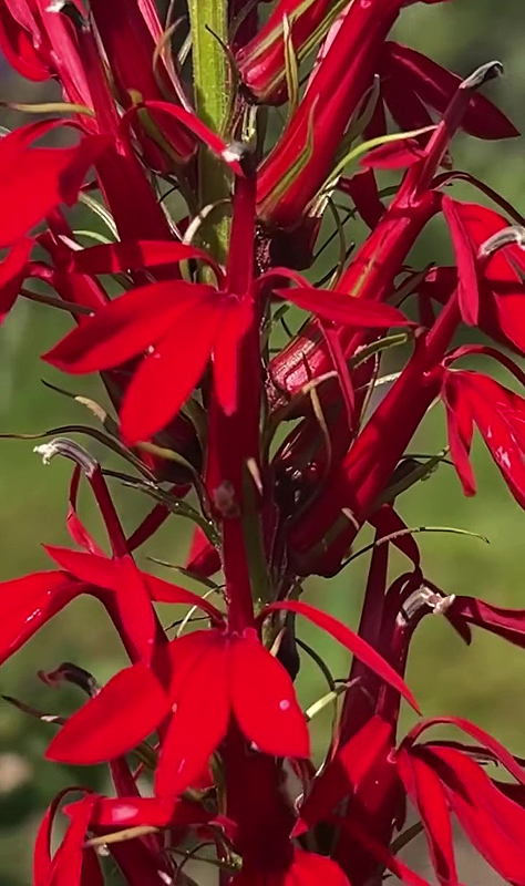 La lobélie cardinale (Lobelia cardinalis)