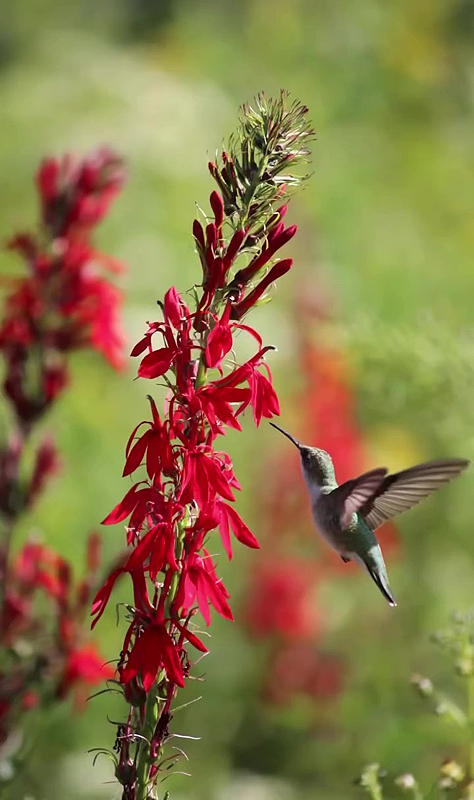 Un colibri dégustant le nectar de la Lobélie cardinale