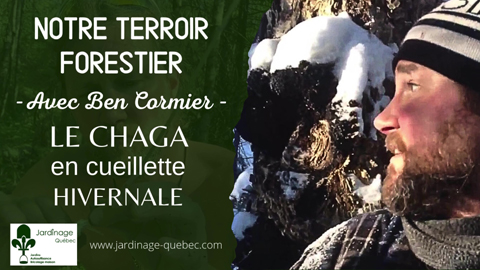 Le Chaga en cueillette hivernale