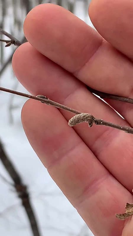 Noisetier à long bec - Chatons mâles