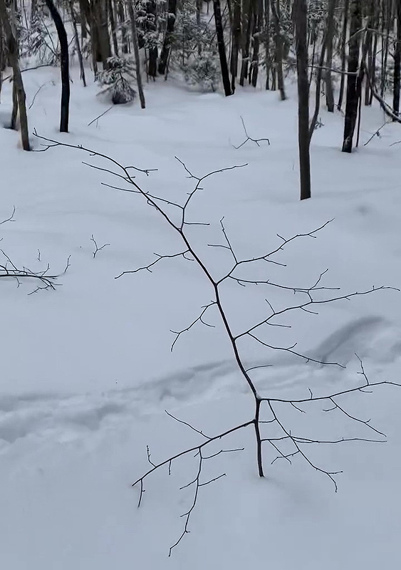 Noisetier à long bec