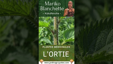 Ortie - Bienfaits, vertus et usages de cette plante médicinale
