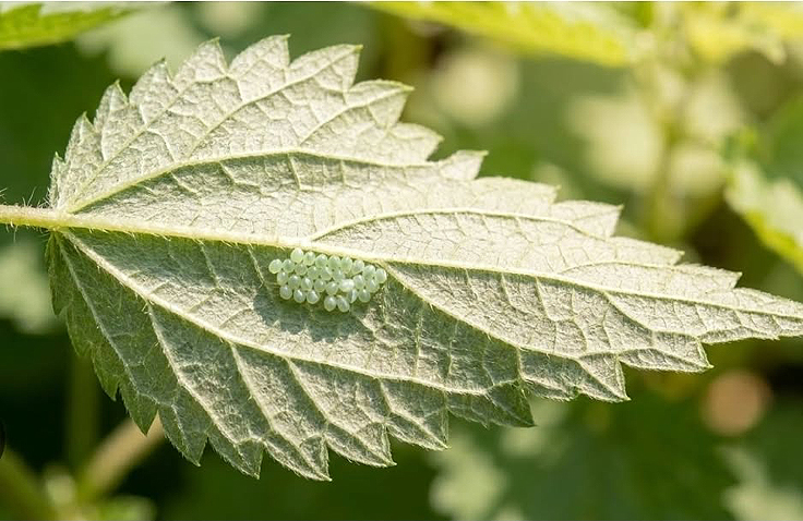 Feuille d'Ortie
