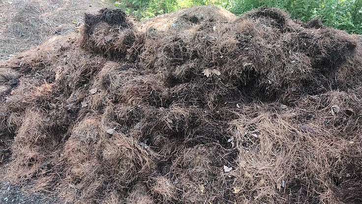 Plantes aquatiques et aiguilles de pin décomposé