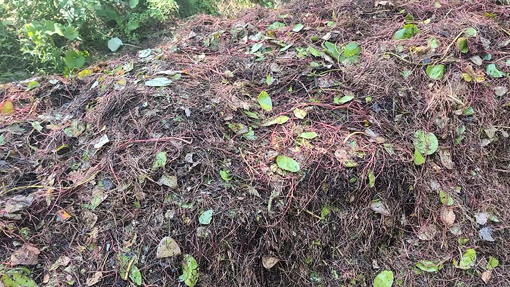 Tas de paillis en décomposition - Aiguilles de pin et plantes aquatiques