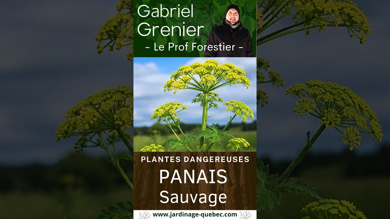 PANAIS SAUVAGE : COMMENT L'IDENTIFIER ET ÉVITER DE GRAVES BRÛLURES