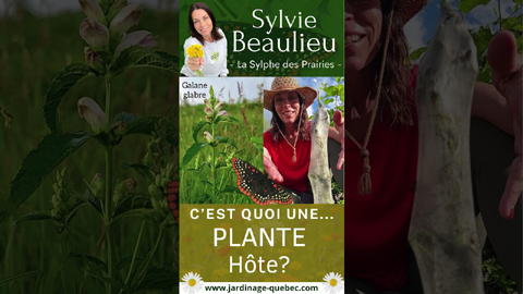 Plante hôte pour papillons : rôle des chenilles