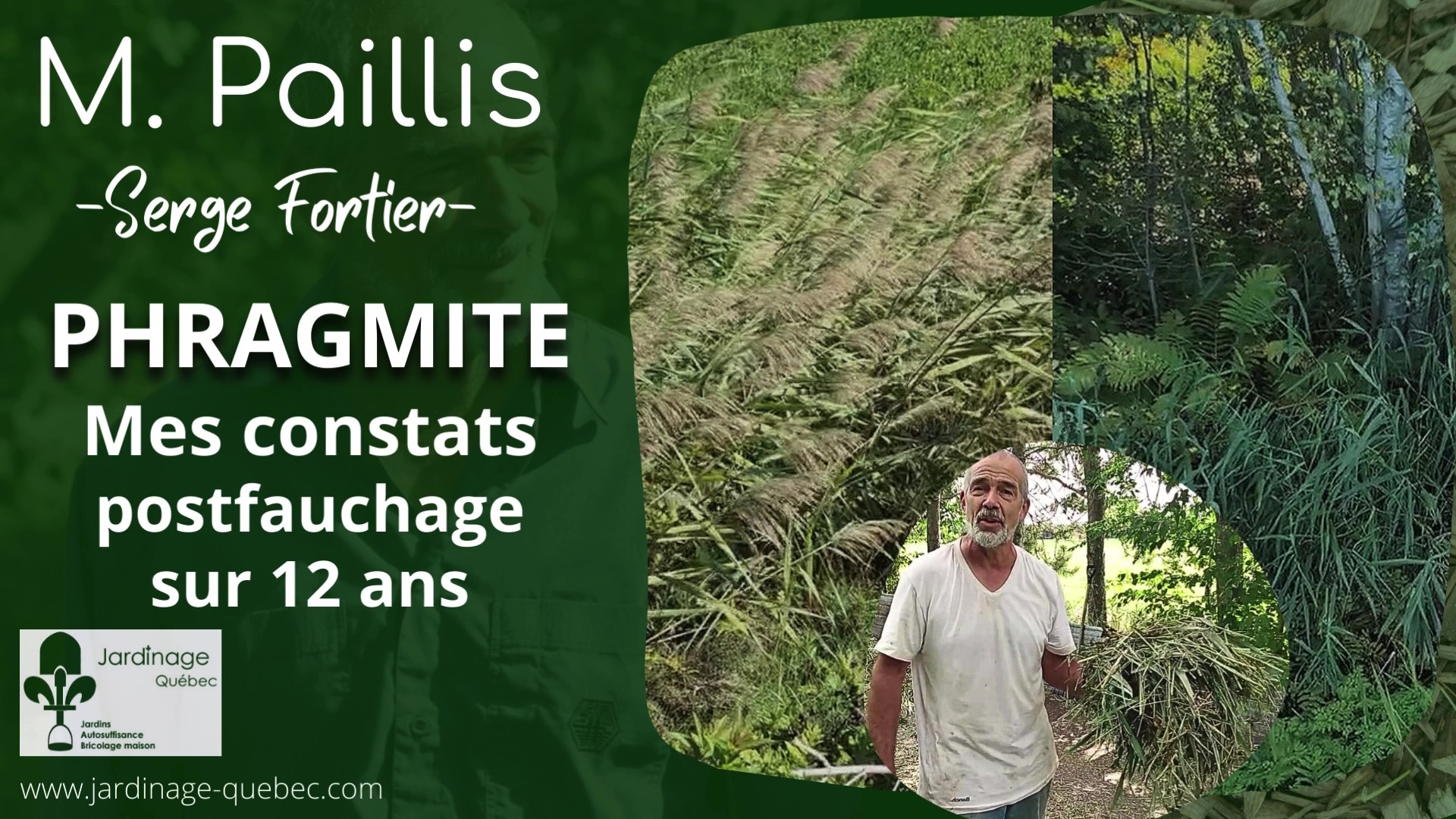 Phragmite