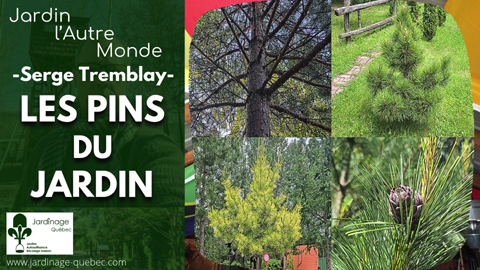 Pins au Québec : Espèces et variétés pour le jardin