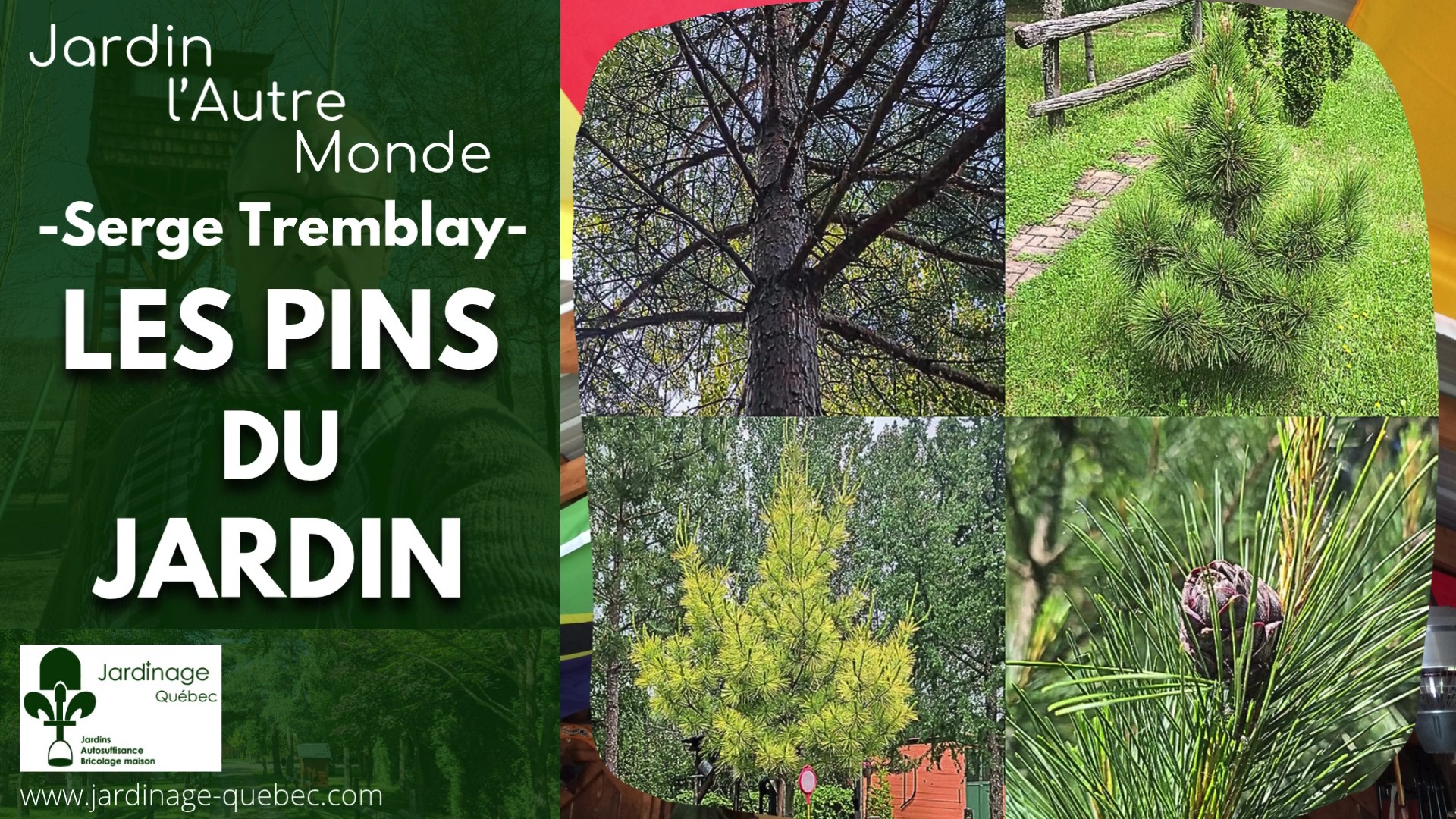 LES PINS AU QUÉBEC : 15 VARIÉTÉS À DÉCOUVRIR POUR VOTRE JARDIN