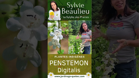 Penstemon digitalis : culture et plante pour pollinisateurs