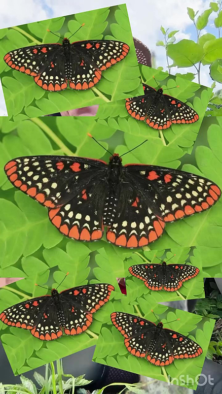 Papillon de Baltimore