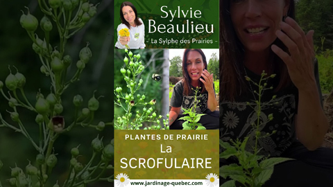 Scrofulaire du Maryland : plante pour pollinisateurs