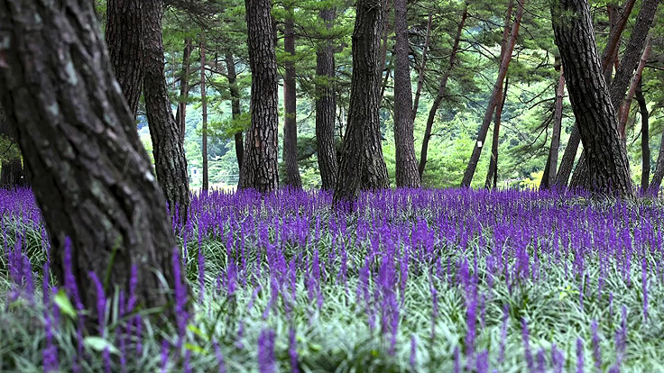 Vivace pour l'ombre : Le liriope muscari