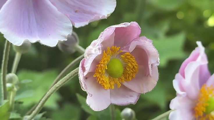 Anémone du japon