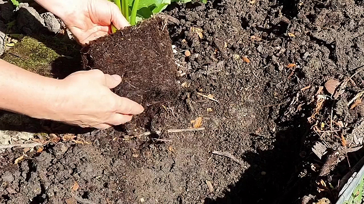 Planter des vivaces en automne - Méthode
